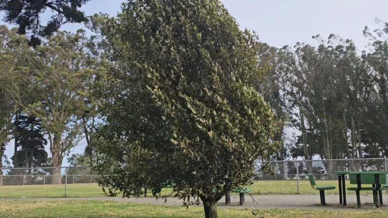 Holly Park - San Francisco, CA