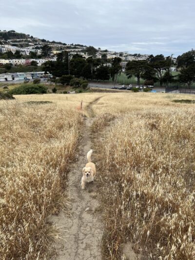 McLaren Park Dog Play Area - San Francisco, CA