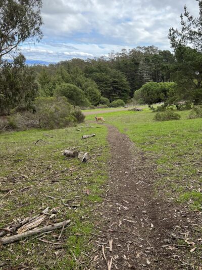 McLaren Park Dog Play Area 2 - San Francisco, CA