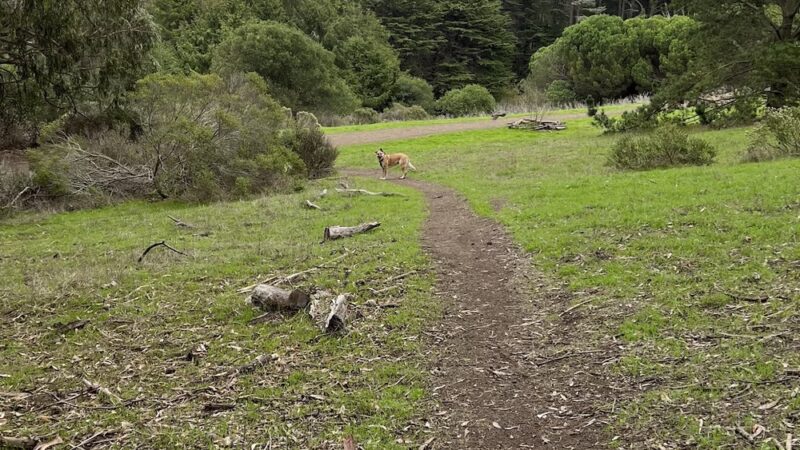 McLaren Park Dog Play Area 2 - San Francisco, CA