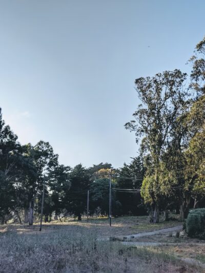 McLaren Park Dog Play Area - San Francisco, CA