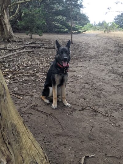McLaren Park Dog Play Area 2 - San Francisco, CA
