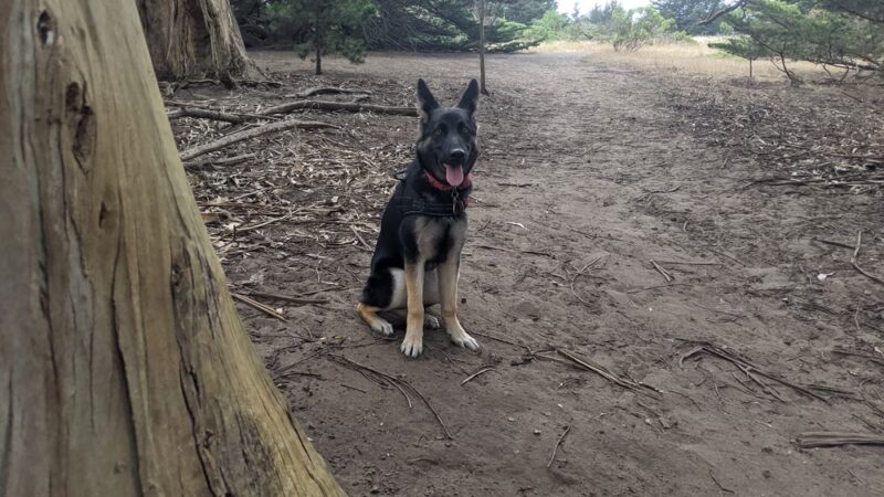 McLaren Park Dog Play Area 2 - San Francisco, CA