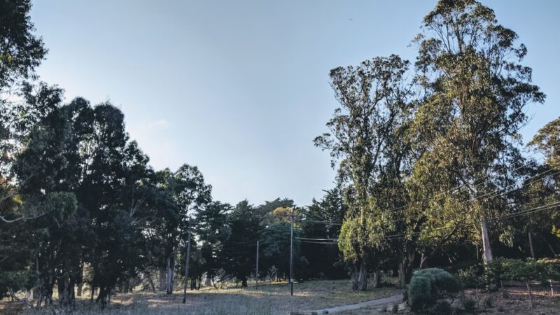 McLaren Park Dog Play Area - San Francisco, CA