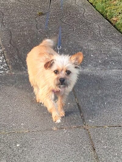 McLaren Park Dog Play Area - San Francisco, CA