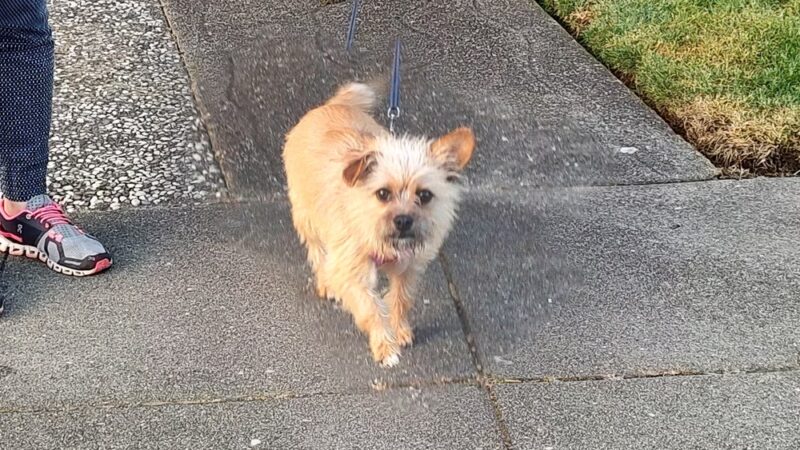 McLaren Park Dog Play Area - San Francisco, CA
