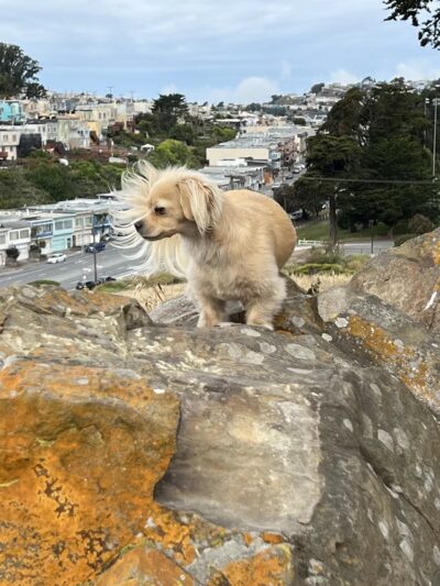 McLaren Park Dog Play Area - San Francisco, CA