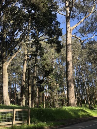 Presidio Amatury Park - San Francisco, CA