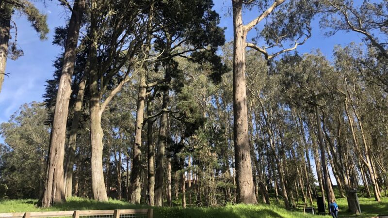 Presidio Amatury Park - San Francisco, CA