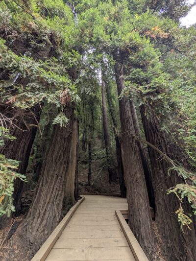 Roy's Redwoods Open Space Preserve - San Geronimo, CA