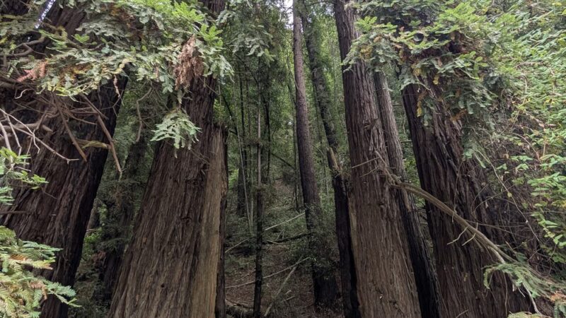 Roy's Redwoods Open Space Preserve - San Geronimo, CA