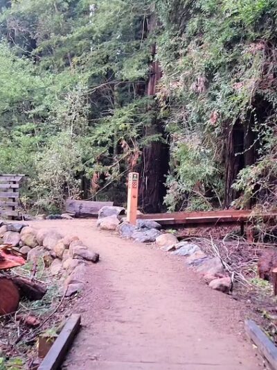Roy's Redwoods Open Space Preserve - San Geronimo, CA