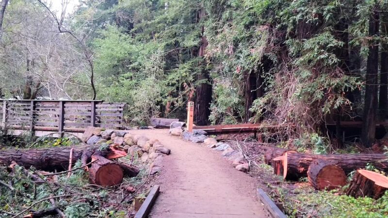Roy's Redwoods Open Space Preserve - San Geronimo, CA