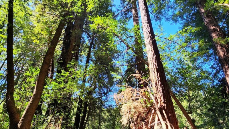 Roy's Redwoods Open Space Preserve - San Geronimo, CA