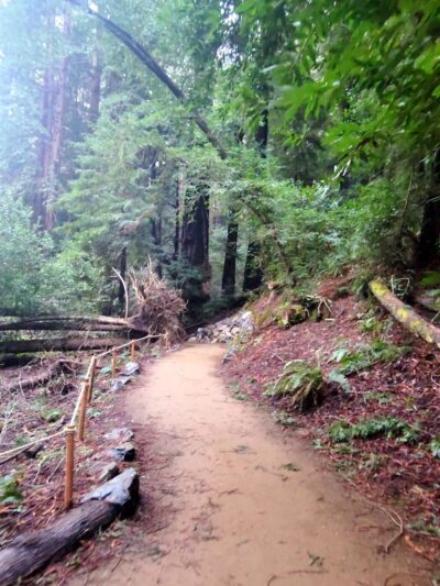 Roy's Redwoods Open Space Preserve - San Geronimo, CA