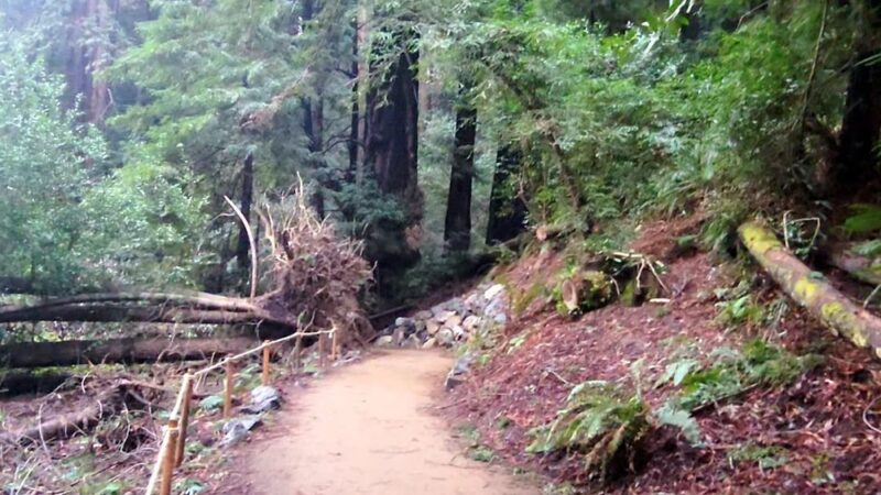 Roy's Redwoods Open Space Preserve - San Geronimo, CA