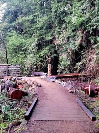 Roy's Redwoods Open Space Preserve - San Geronimo, CA