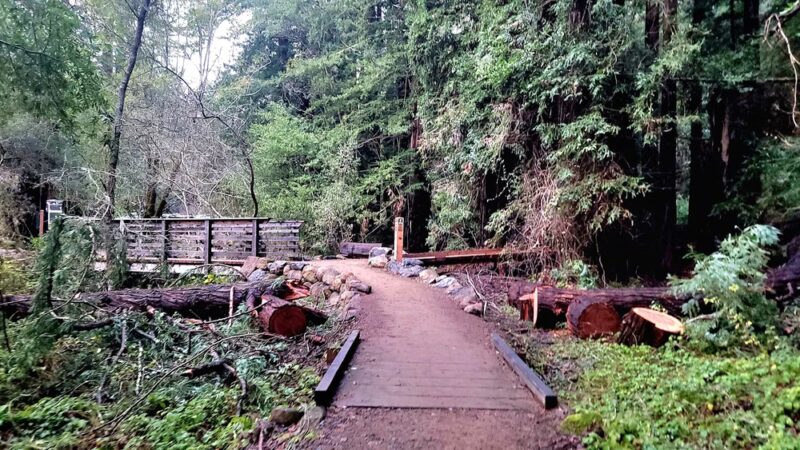 Roy's Redwoods Open Space Preserve - San Geronimo, CA