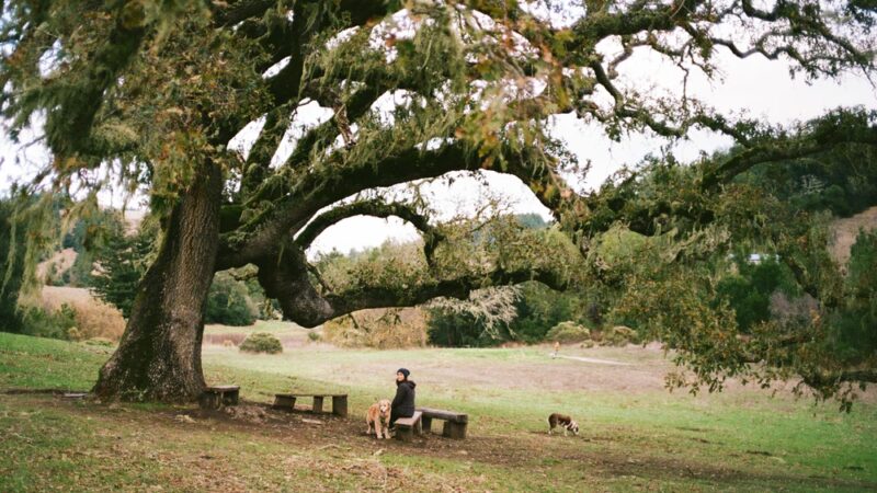 San Geronimo Commons - San Geronimo, CA