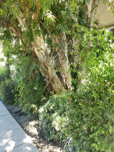 Park - San Jacinto, CA
