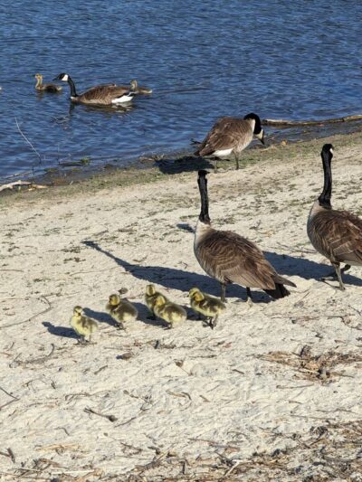 Almaden Lake Park - San Jose, CA