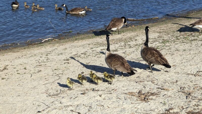 Almaden Lake Park - San Jose, CA