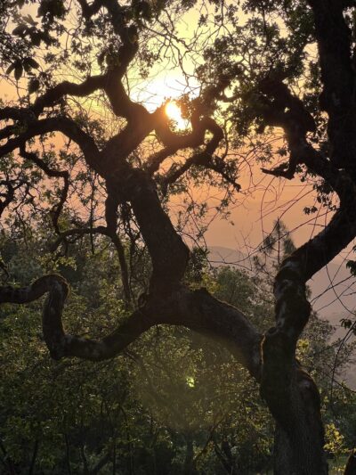 Oak Point Campground - San Juan Bautista, CA