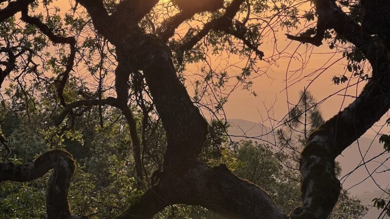 Oak Point Campground - San Juan Bautista, CA