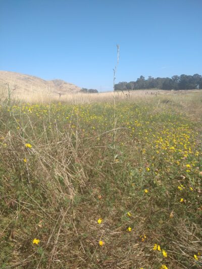 Dog off-leash park - San Luis Obispo, CA