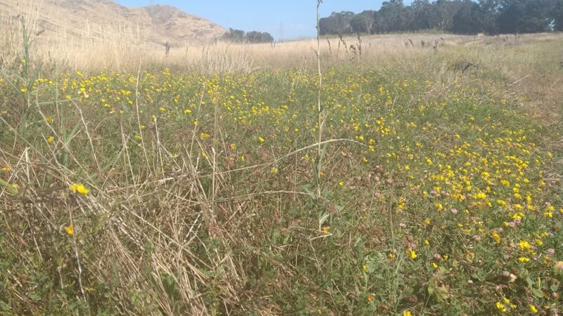 Dog off-leash park - San Luis Obispo, CA