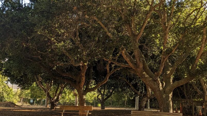 El Chorro Dog Park - San Luis Obispo, CA