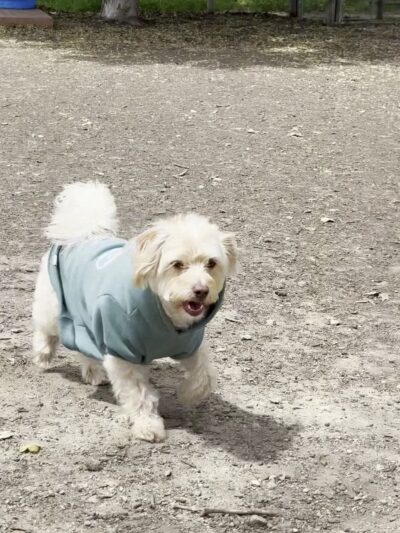 El Chorro Dog Park - San Luis Obispo, CA