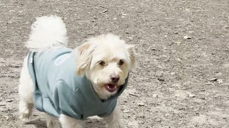 El Chorro Dog Park - San Luis Obispo, CA