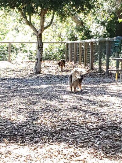 El Chorro Dog Park - San Luis Obispo, CA