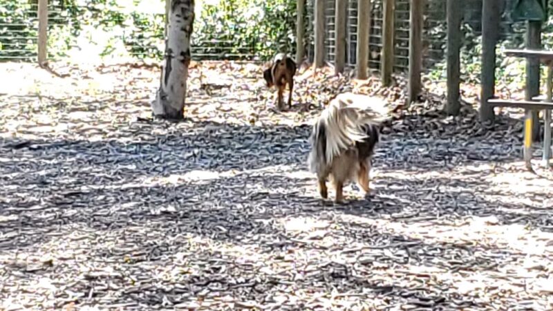 El Chorro Dog Park - San Luis Obispo, CA