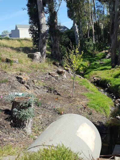 Johnson Park - San Luis Obispo, CA