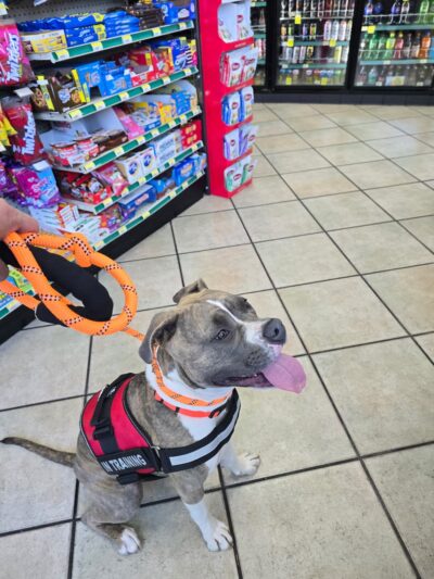 San Luis Obispo Dog - San Luis Obispo, CA