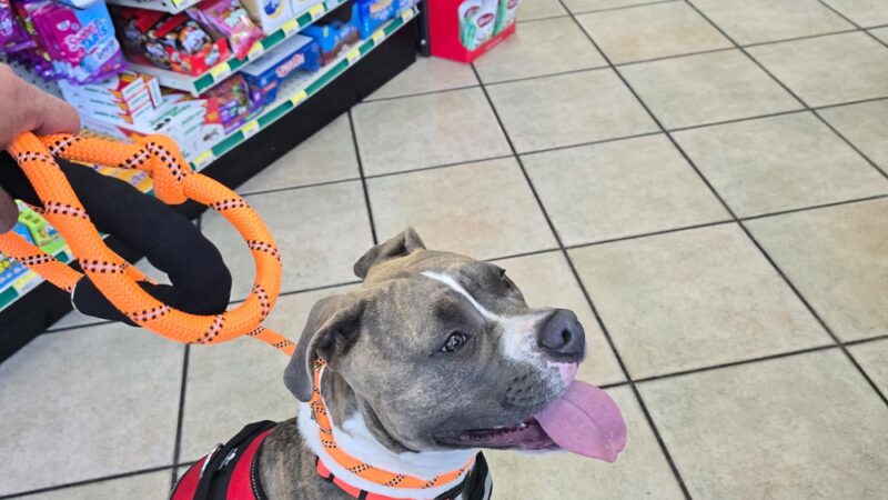 San Luis Obispo Dog - San Luis Obispo, CA