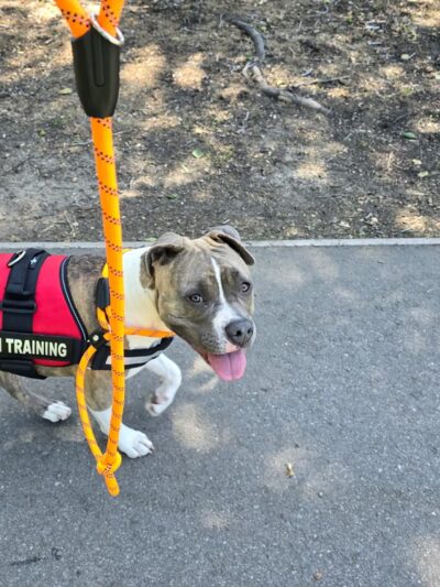 San Luis Obispo Dog - San Luis Obispo, CA