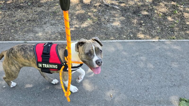 San Luis Obispo Dog - San Luis Obispo, CA