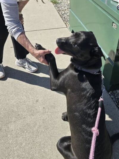 San Luis Obispo Dog - San Luis Obispo, CA
