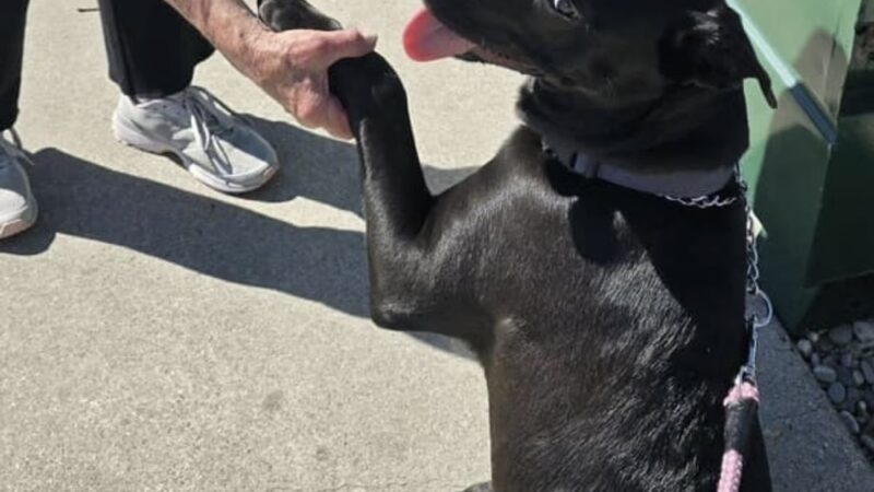 San Luis Obispo Dog - San Luis Obispo, CA