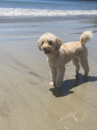 The Dog Beach - San Luis Obispo, CA