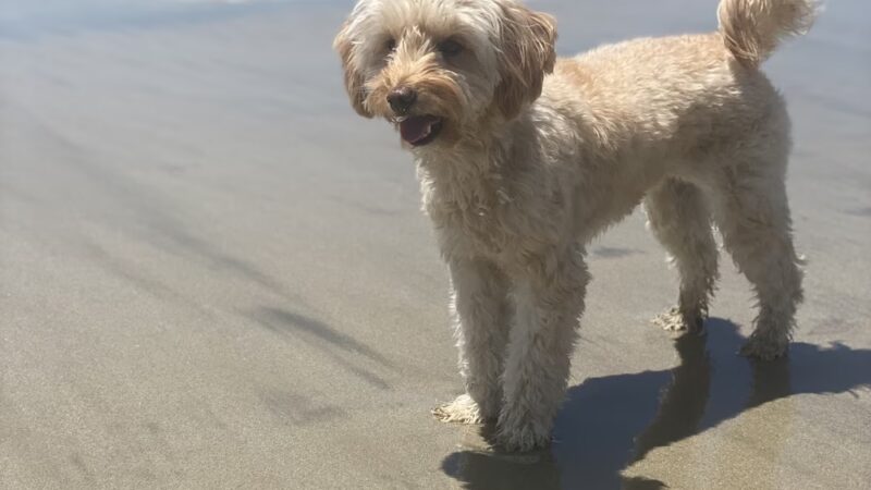 The Dog Beach - San Luis Obispo, CA