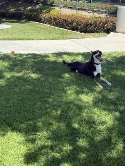 Amigo Park - San Marcos, CA