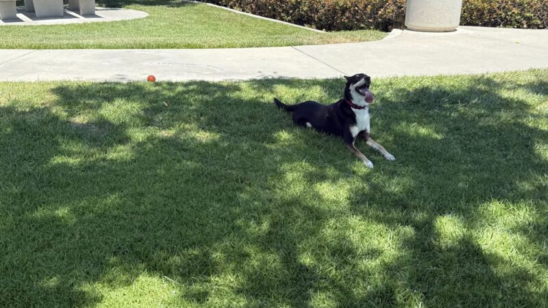 Amigo Park - San Marcos, CA