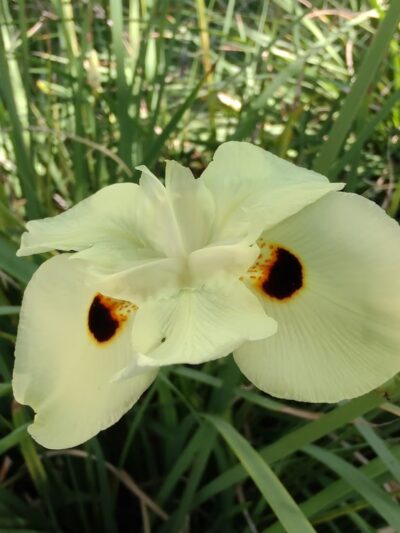 Amigo Park - San Marcos, CA