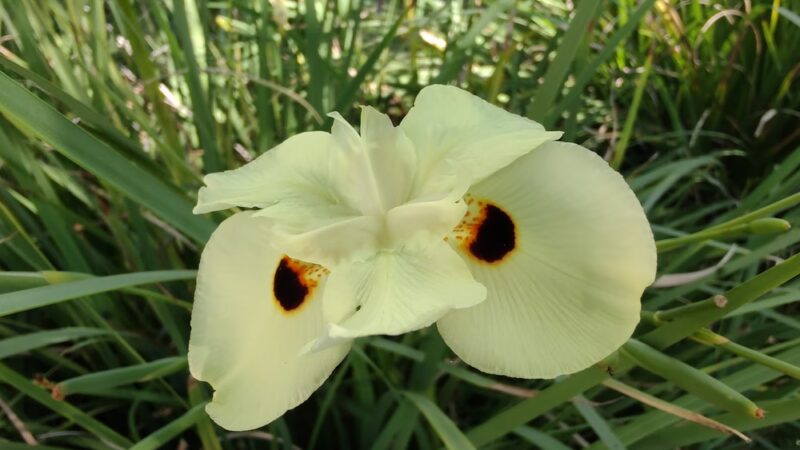 Amigo Park - San Marcos, CA