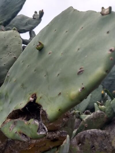 Dove Tail Park - San Marcos, CA