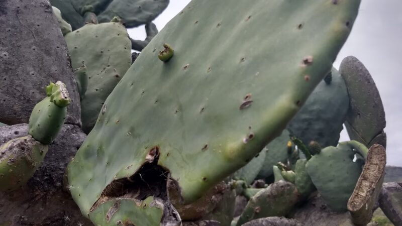 Dove Tail Park - San Marcos, CA